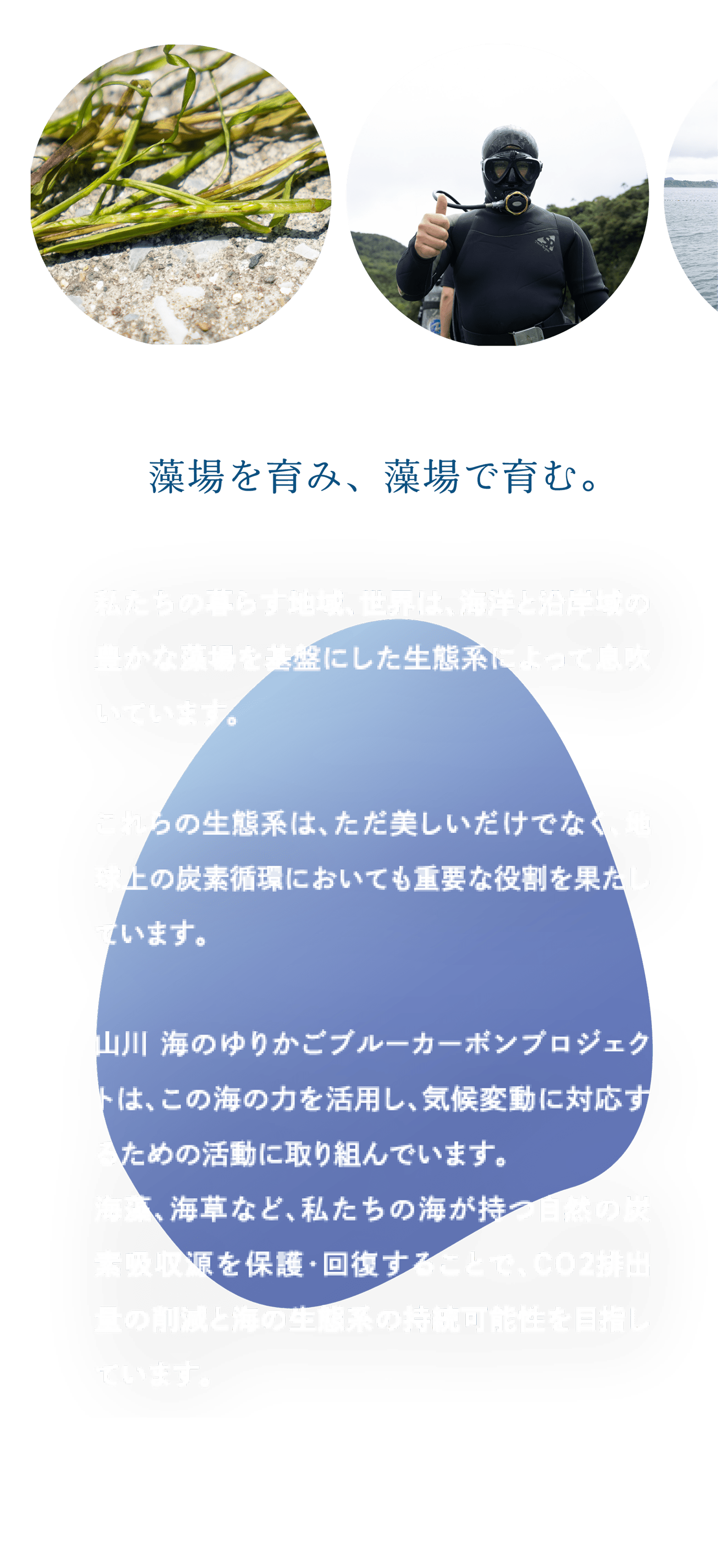 私たちの暮らす地域、世界は、海洋と沿岸域の豊かな
            藻場を基盤にした生態系によって息吹いています。これらの生態系は、ただ美しいだけでなく、
            地球上の炭素循環においても重要な役割を果たしています。