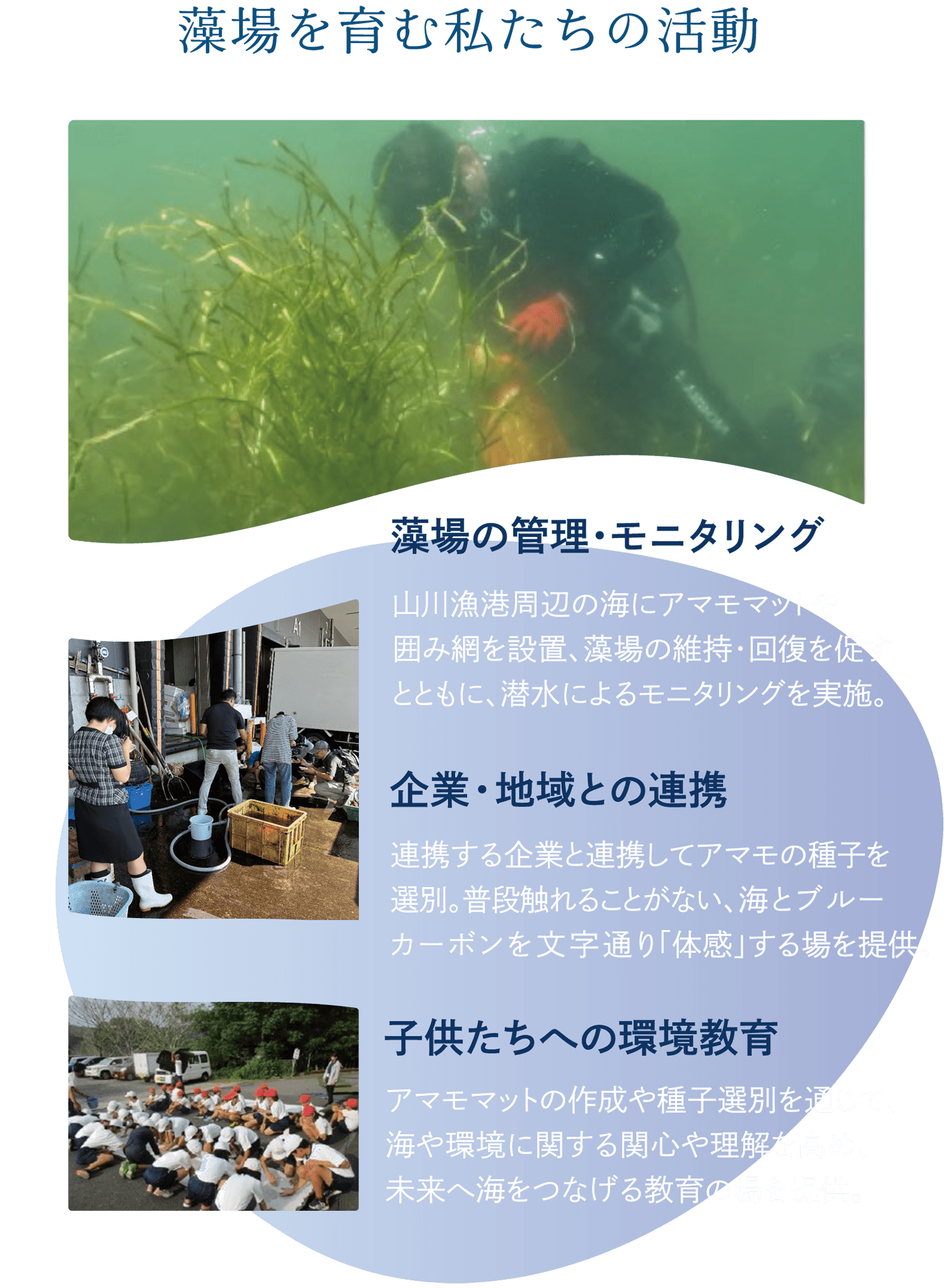 気候変動により世界的にも貴重な南限アマモ場（海のゆりかご）が失われています。わたしたちは、このアマモ場を再生し、里海の多様な生態系を取り戻す活動に取り組んでいます。