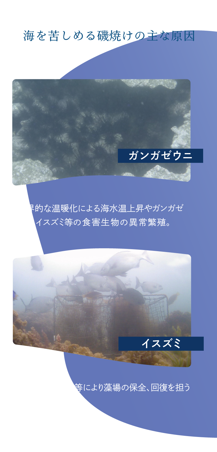 藻場の維持・回復、モニタリング管理、気候変動やネイチャーポジティブを意識した発信と多様なステークホルダーの巻込み、カーボンクレジット等の発展的取組み